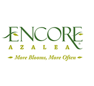 Encore® Azalea