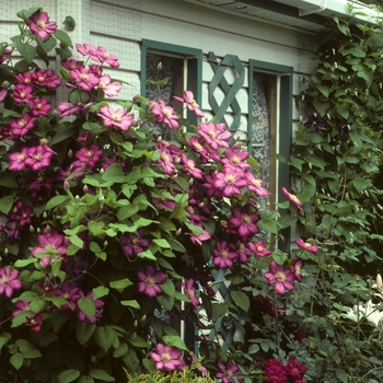Clematis - 'Bee's Jubilee'