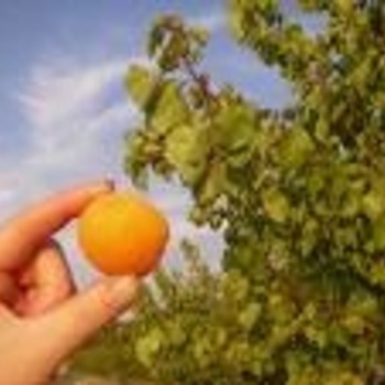 Prunus armeniaca - Moorpark Apricot