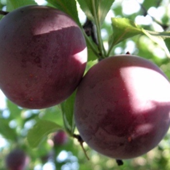 Prunus salicina - 'Alderman' Plum