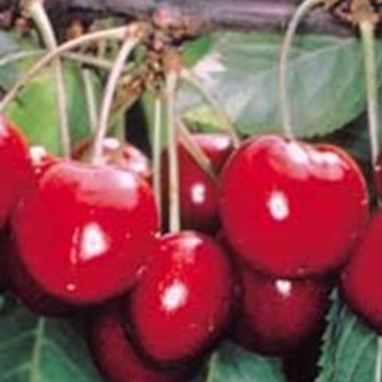 Prunus avium - Sweetheart cherry