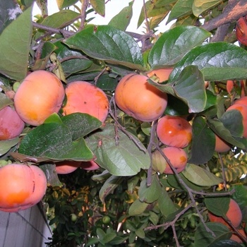 Diospyros kaki - Virginiana Persimmon