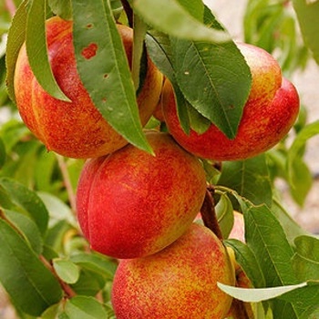 Prunus persica var. nucipersica - 'Sunhome' Nectarine