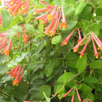 Lonicera - Honeysuckles 'LEO'