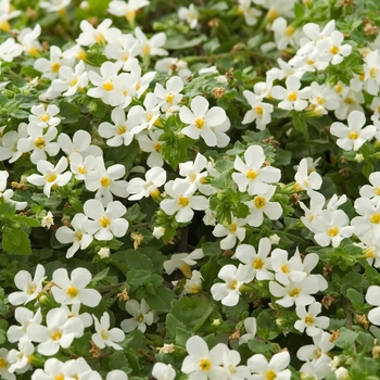 Sutera - 'Bridal Showers™' Bacopa