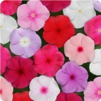 Catharanthus roseus (Annual Vinca; Periwinkle) - Nirvana® ''White''