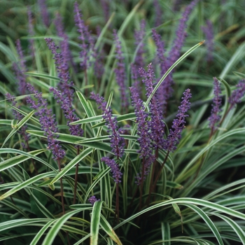 Liriope muscari - 'Variegata' Variegated Liriope