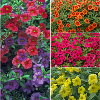 Calibrachoa (Million Bells) - Colorburst Pro™ 'Series'