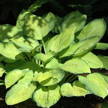 Hosta - 'Gold Standard' Hosta, Plantain Lily