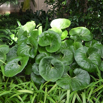 Farfugium japonicum - 'Giganteum' Giant Leopard Plant