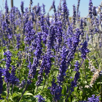 Salvia farinacea (Mealycup Sage) - Sallyfun™ 'Blue'