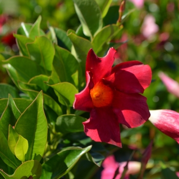 Dipladenia - 'Rio™ Deep Red' 