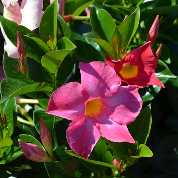 Dipladenia - 'Rio™ Pink' 