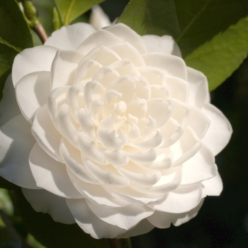 Camellia japonica - 'Seafoam'