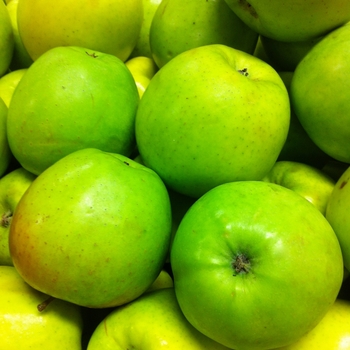 Malus domestica - 'Mutsu' Crispin Apple