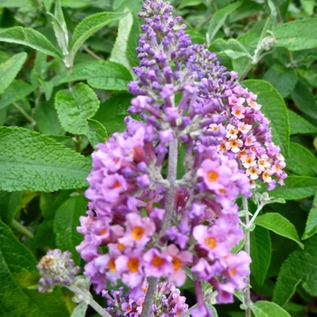 Buddleia x weyeriana - 'Bicolor' Butterfly Bush