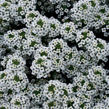 Lobularia - 'Snow Princess®' Alyssum