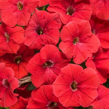 Petunia - Supertunia® 'Really Red'