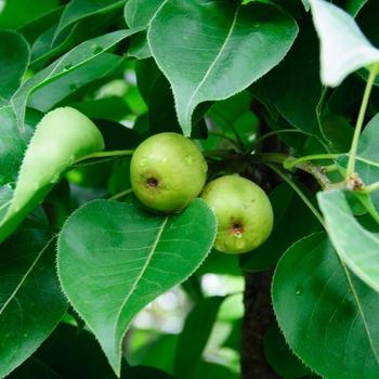 Pyrus - 'Communis Bartlett' Pear
