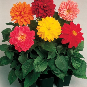 Dahlia - 'MIX'