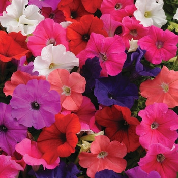 Petunia - Pretty Flora™ 'Mixture'