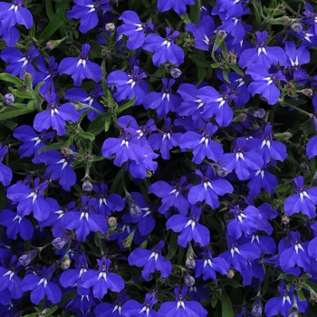 Lobelia - Early Springs™ 'Dark Blue'