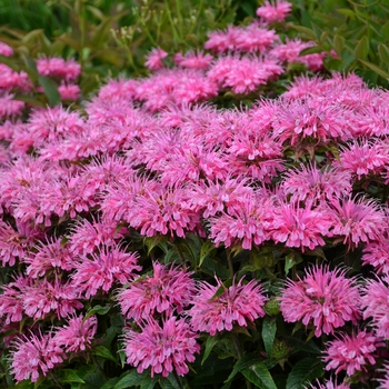 Monarda didyma (Bee Balm, Bergamot) - Sugar Buzz® ''Bubblegum Blast''