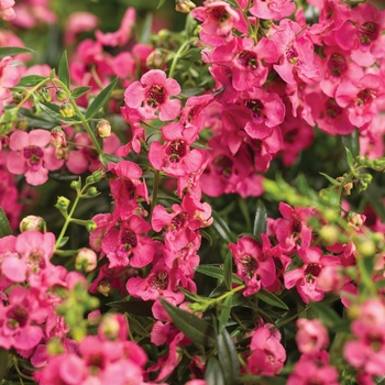 Angelonia (Summer Snapdragon) - Angelface® 'Cascade Pink'