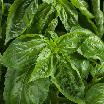 Ocimum - 'Amazel Basil™' Basil
