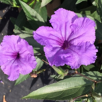 Ruellia simplex (Mexican Petunia) - Machu™ 'Purple Showers'