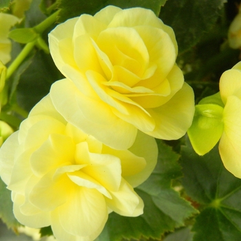 Begonia x hiemalis (Rieger Begonia) - Solenia® 'Light Yellow'