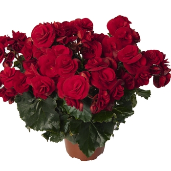 Begonia x hiemalis (Rieger Begonia) - Solenia® 'Velvet Red'