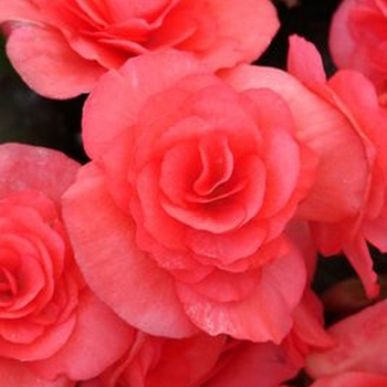 Begonia x hiemalis (Rieger Begonia) - Solenia® 'Dark Pink'