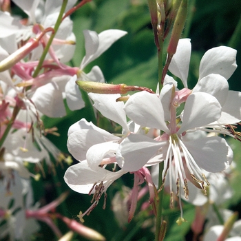 Gaura lindheimeri (Butterfly Flower) - Stratosphere™ 'White'