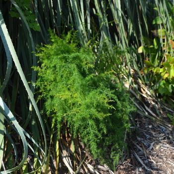 Asparagus cathcart - Asparagus