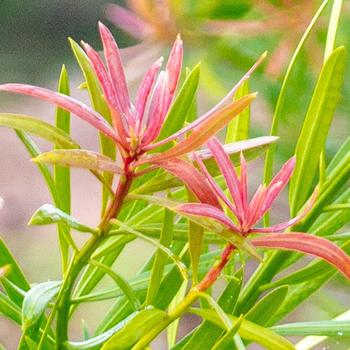Podocarpus macrophyllus - 'Mood Ring™' Chinese Shrub Yew