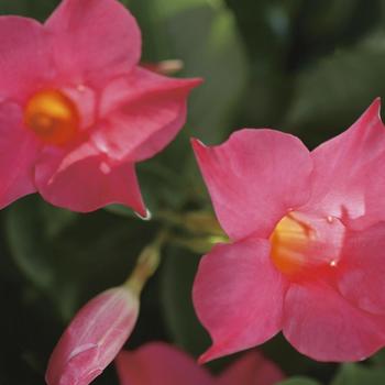 Mandevilla - Sun Parasol® Original Pink
