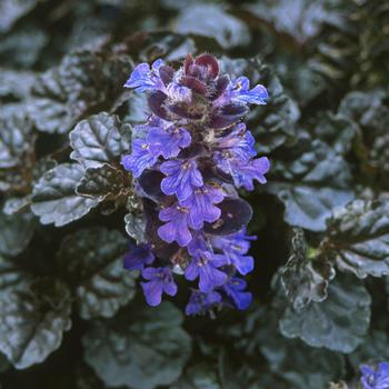 Ajuga reptans (Bugleweed) - Walberton's® 'Black Scallop'