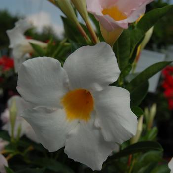 Dipladenia () - Sundenia® 'White'