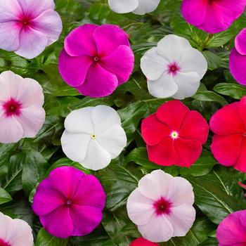 Catharanthus roseus (Vinca, Periwinkle) - Blockbuster™ Mix