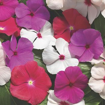 Catharanthus roseus (Annual Vinca; Periwinkle) - Cora® Cascade XDR Mix