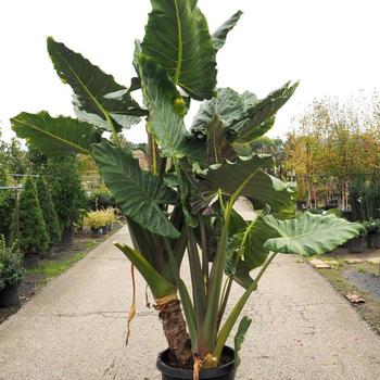 Alocasia - Masquerade™ 'Kuching Mask'