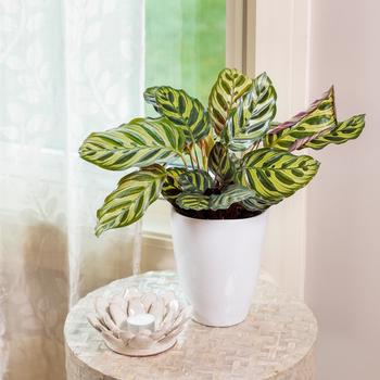 Calathea makoyana - Color Full® 'Peacock' Prayer Plant