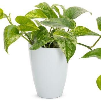 Epipremnum aureum - 'Marble Queen' Pothos