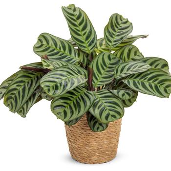 Ctenanthe burle-marxii - Sweet Dreams™ 'Burle-marxii' (Amagris)