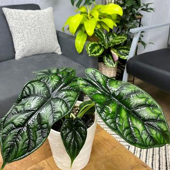 Alocasia baginda - 'Dragon Scale'