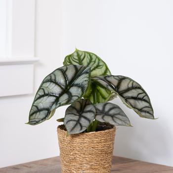 Alocasia - Mythic™ 'Silver Dragon' Elephant Ear
