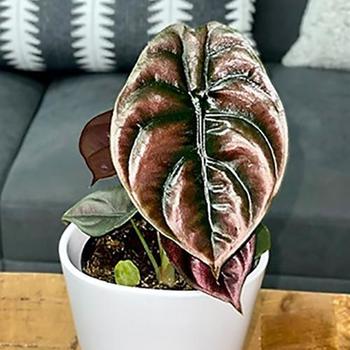 Alocasia cuprea - Mythic™ 'Red Secret' Elephant Ear