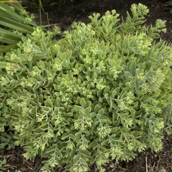Sedum (Stonecrop) - Rock 'N Grow® 'Pure Joy'
