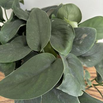 Scindapsus - 'Jade Satin' Green Pothos